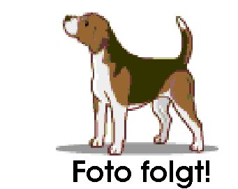 Bild anzeigen