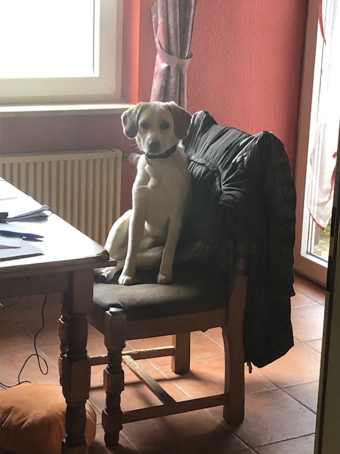 Bild anzeigen